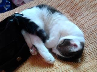 Tigrou - Mâle (4 ans)