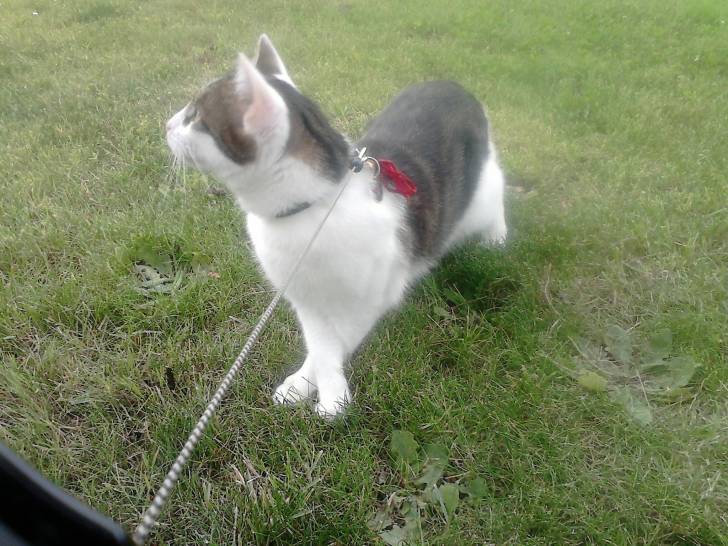 Tigrou - Mâle (4 ans)