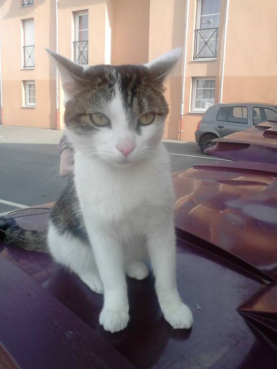 Tigrou - Mâle (4 ans)