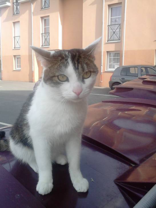 Tigrou - Mâle (4 ans)