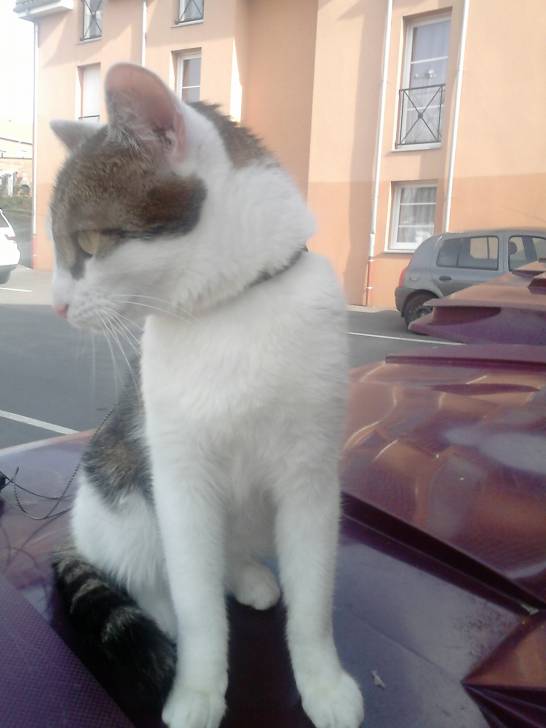 Tigrou - Mâle (4 ans)