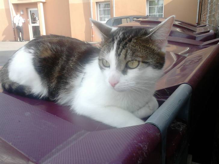 Tigrou - Mâle (4 ans)