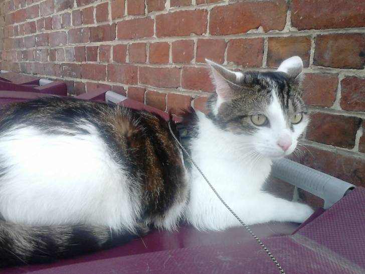 Tigrou - Mâle (4 ans)