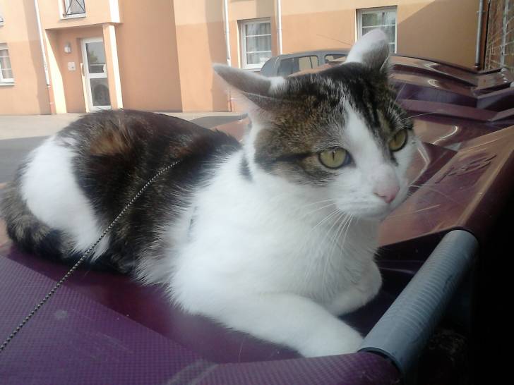 Tigrou - Mâle (4 ans)