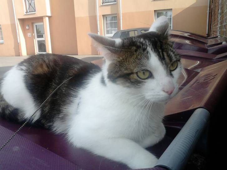 Tigrou - Mâle (4 ans)