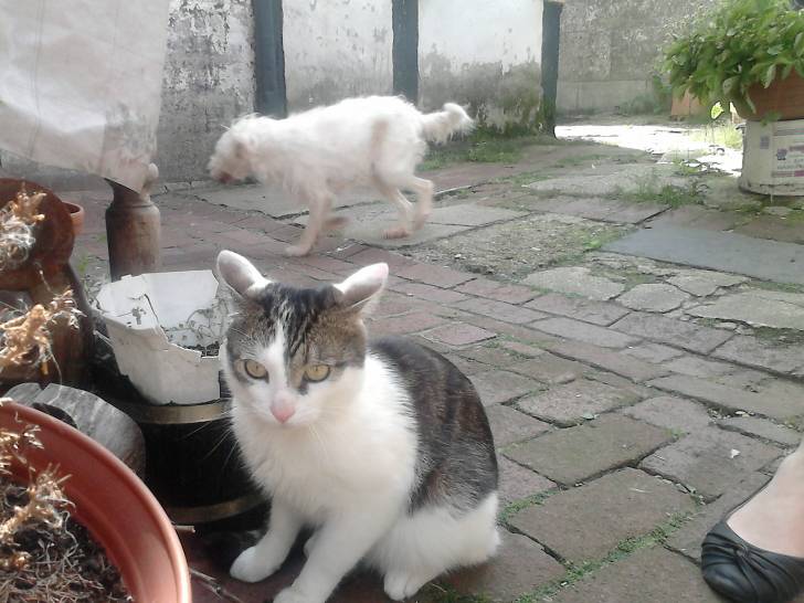Tigrou - Mâle (4 ans)