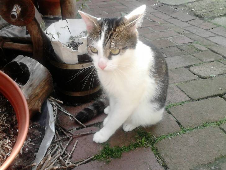 Tigrou - Mâle (4 ans)