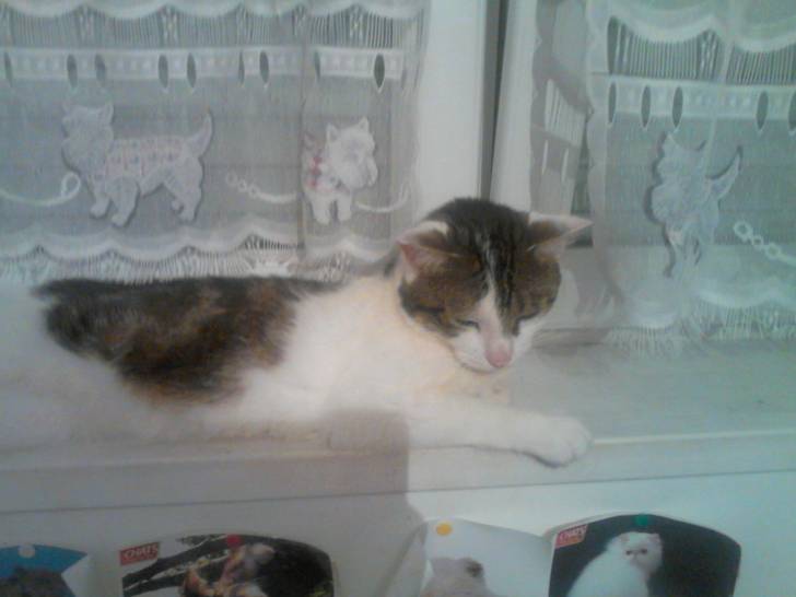 Tigrou - Mâle (4 ans)