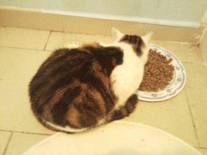 Tigrou - Mâle (4 ans)