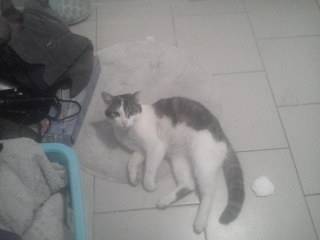 Tigrou - Mâle (4 ans)
