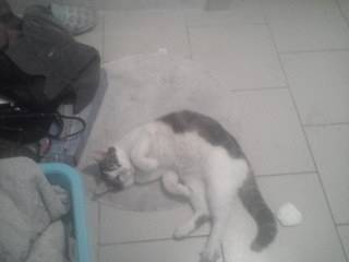 Tigrou - Mâle (4 ans)