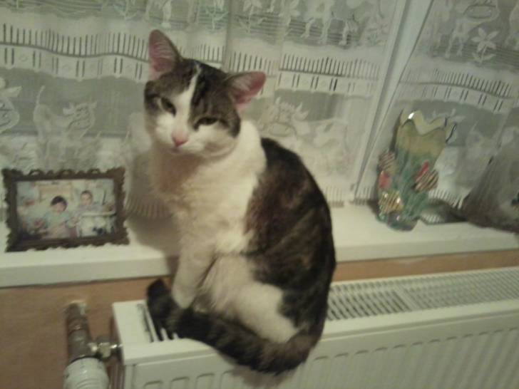 Tigrou - Mâle (4 ans)