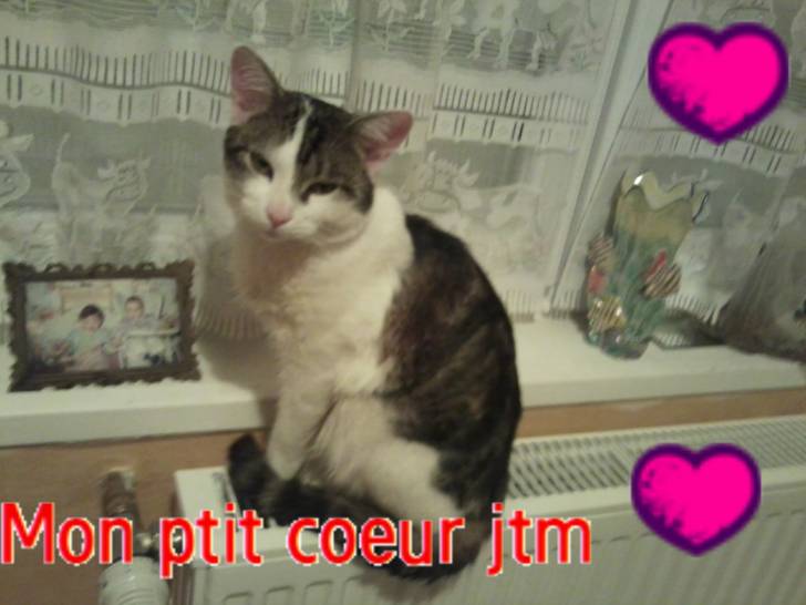 Tigrou - Mâle (4 ans)