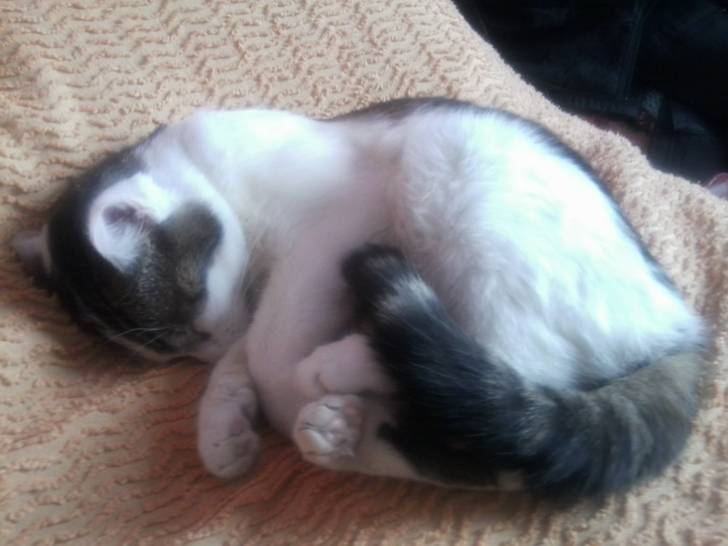 Tigrou - Mâle (4 ans)