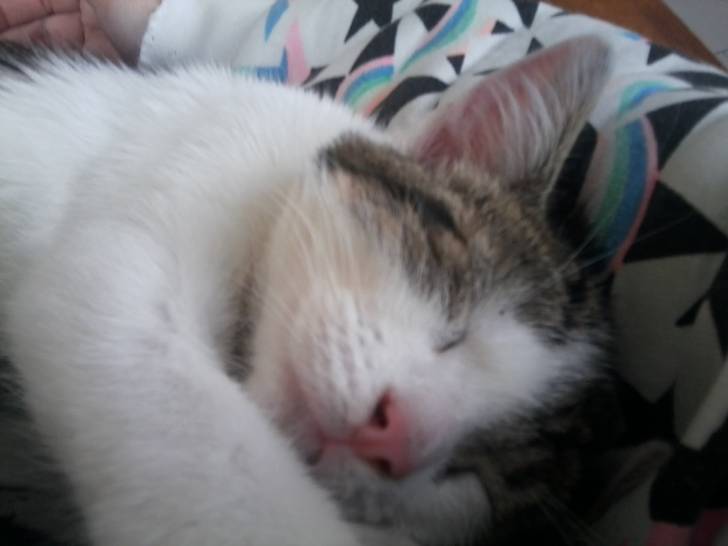 Tigrou - Mâle (4 ans)