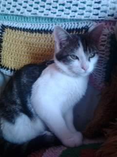 Tigrou - Mâle (4 ans)