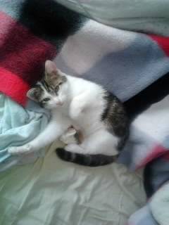Tigrou - Mâle (4 ans)