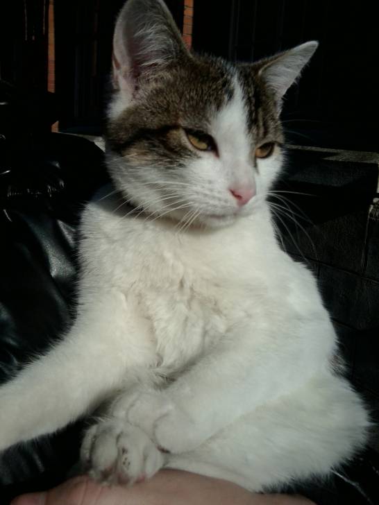 Tigrou - Mâle (4 ans)