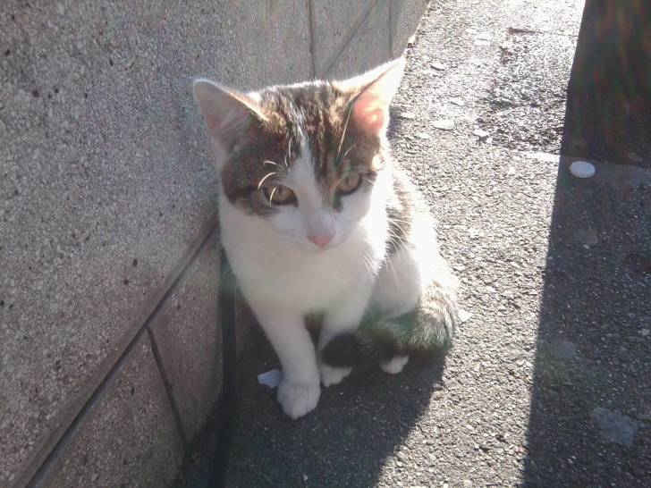 Tigrou - Mâle (4 ans)