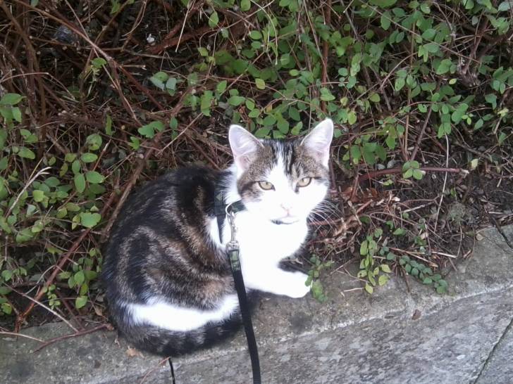 Tigrou - Mâle (4 ans)