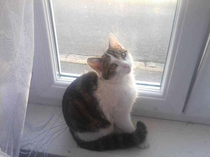Tigrou - Mâle (4 ans)