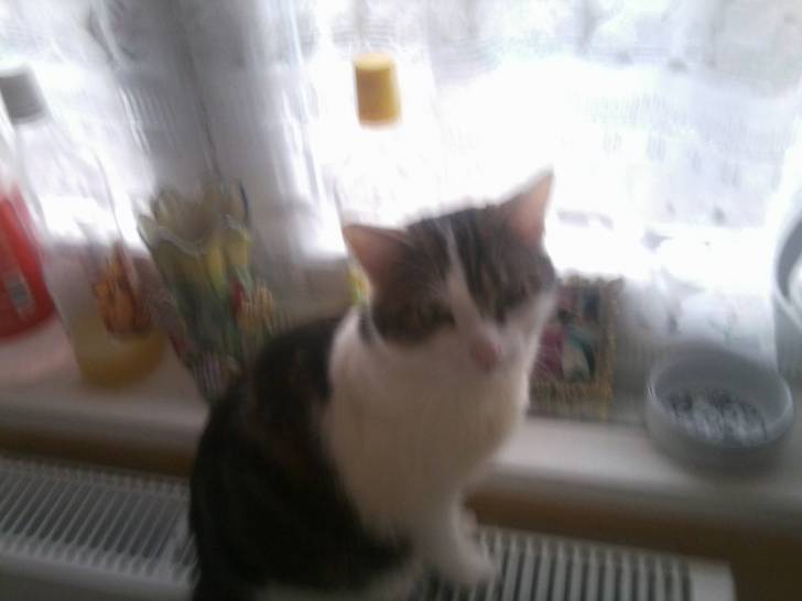 Tigrou - Mâle (4 ans)