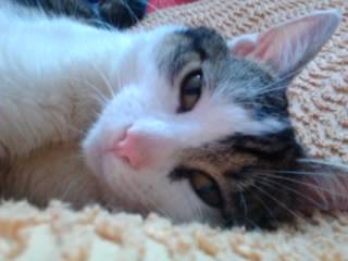 Tigrou - Mâle (4 ans)