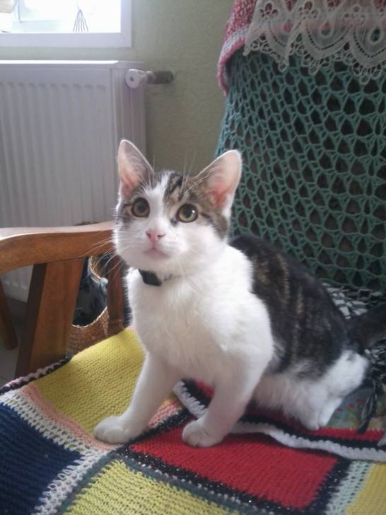 Tigrou - Mâle (4 ans)