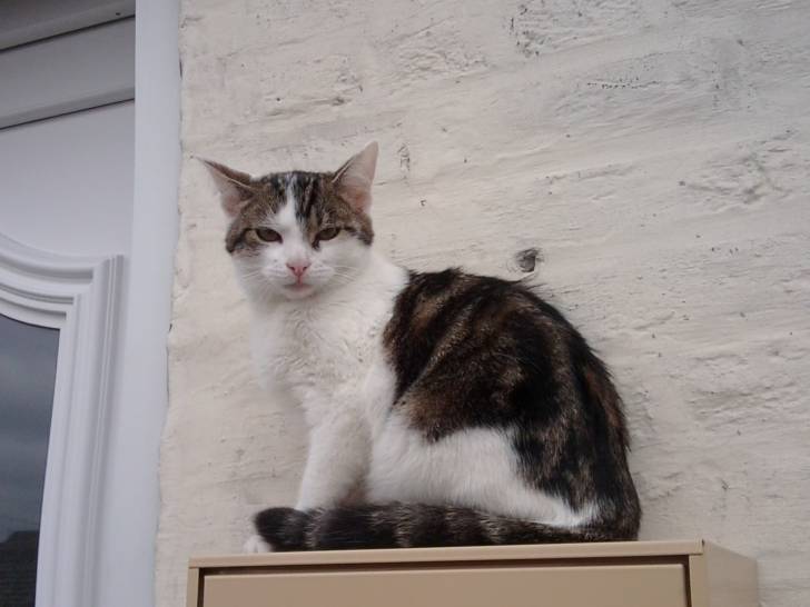 Tigrou - Mâle (4 ans)