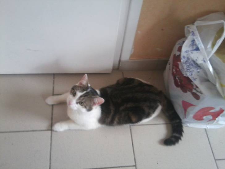 Tigrou - Mâle (4 ans)