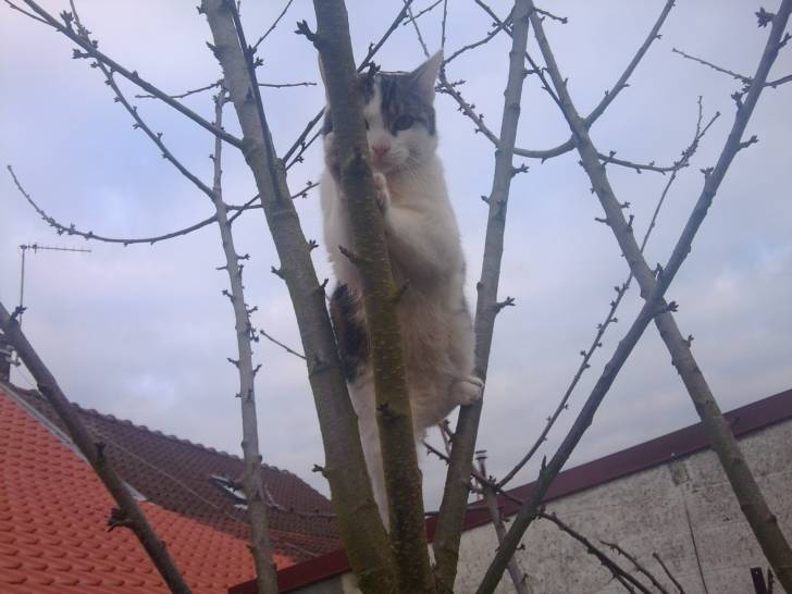 Tigrou - Mâle (4 ans)