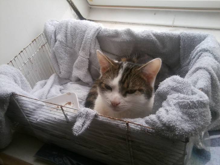 Tigrou - Mâle (4 ans)