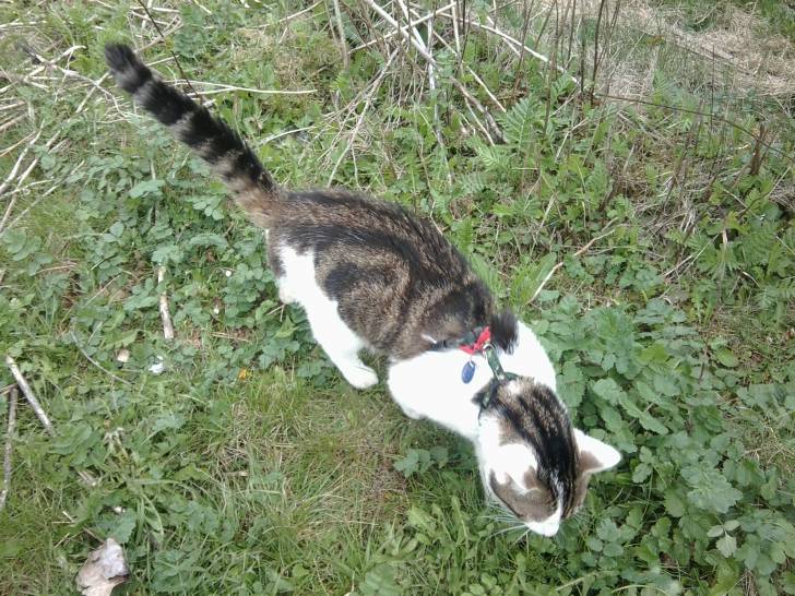 Tigrou - Mâle (4 ans)