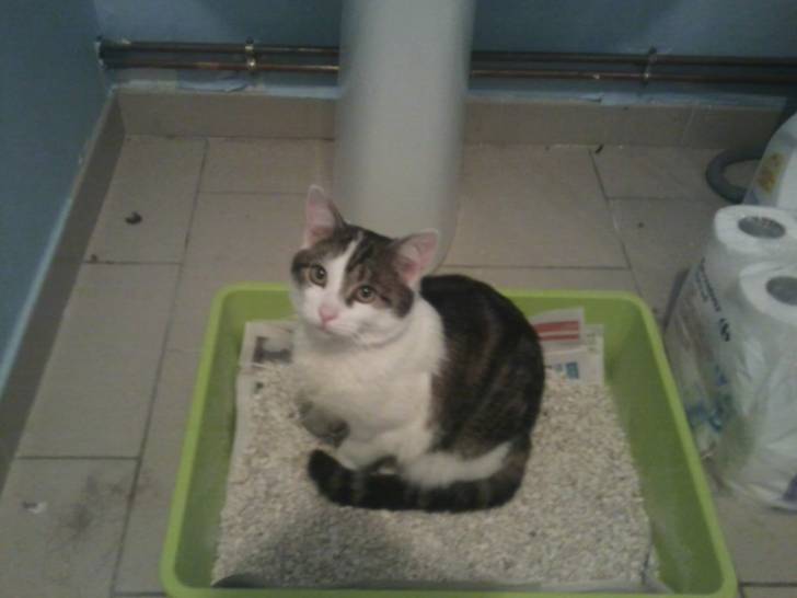 Tigrou - Mâle (4 ans)