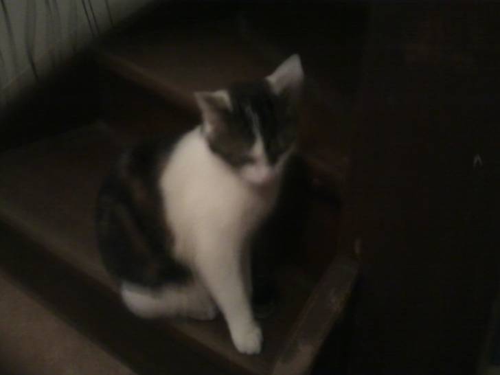 Tigrou - Mâle (4 ans)