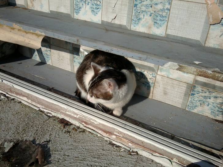 Tigrou - Mâle (4 ans)