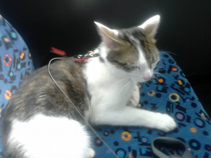 Tigrou - Mâle (4 ans)