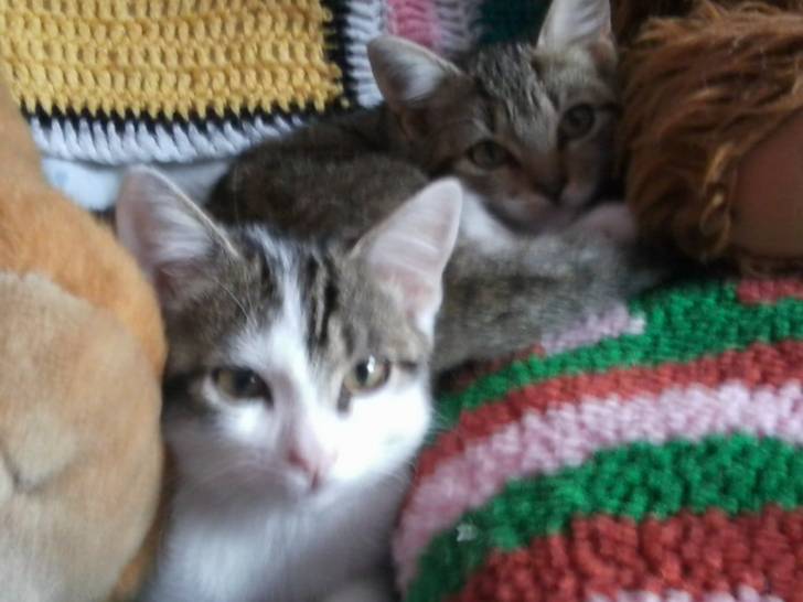 Tigrou - Mâle (4 ans)