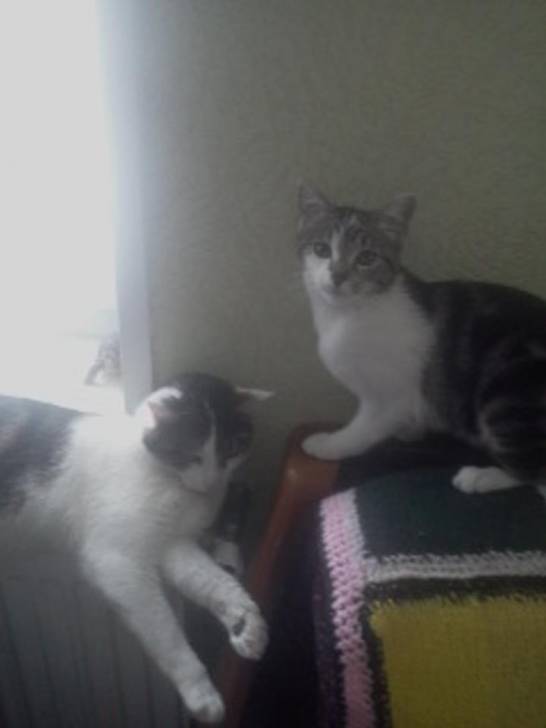 Tigrou - Mâle (4 ans)