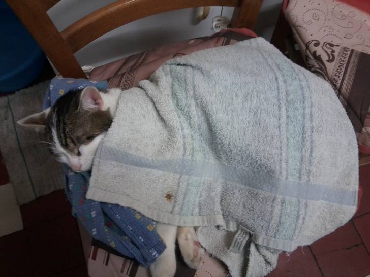 Tigrou - Mâle (4 ans)