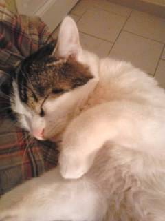Tigrou - Mâle (4 ans)