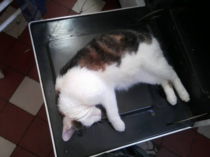 Tigrou - Mâle (4 ans)
