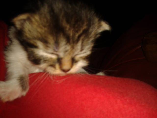 Daisy - (1 mois)
