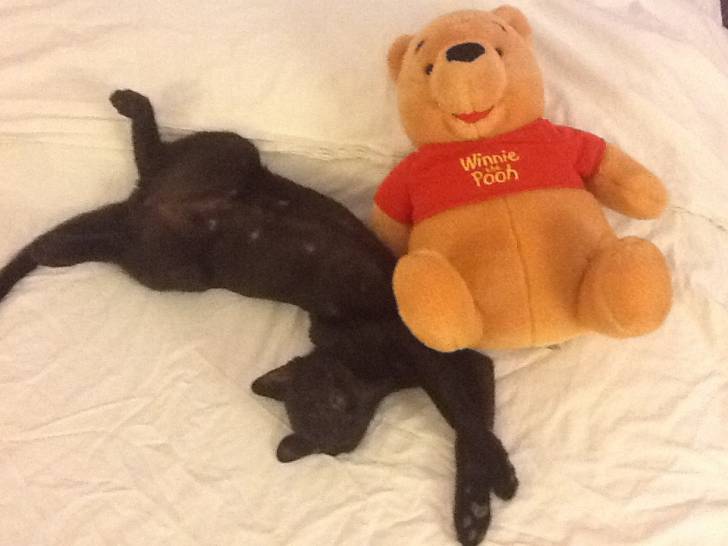 Nerone e Pooh - Mâle (8 mois)