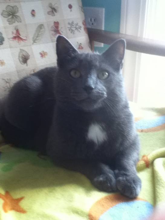 Rocky - Mâle (3 ans)