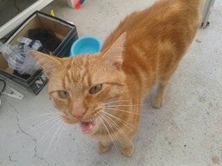Caramel - Mâle (2 ans)