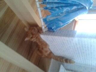 Caramel - Mâle (2 ans)