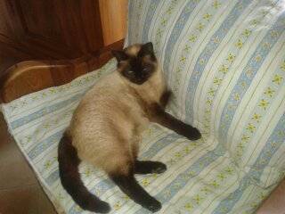 Perle -