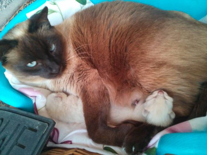 Camada (gata de mi tia) -
