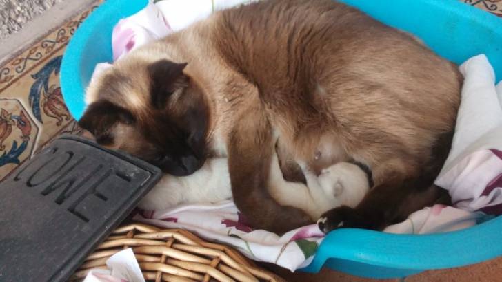 Camada, gata de mi tia -